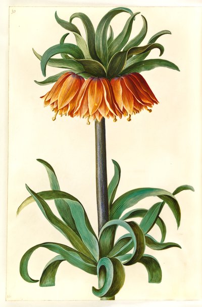Fritillaria imperialis (corona imperiale) da Hans Simon Holtzbecker