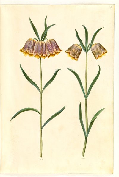 Fritillaria meleagris (fritillaria comune) da Hans Simon Holtzbecker