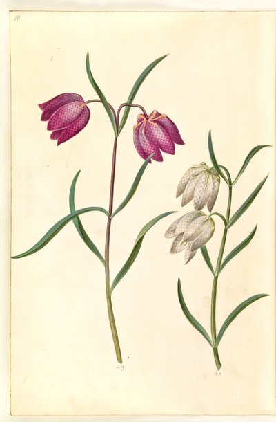Fritillaria meleagris (viburno comune) da Hans Simon Holtzbecker