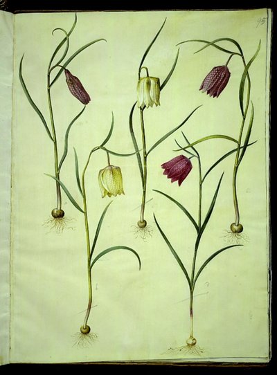 Fritillaria meleagris (viburno comune) da Hans Simon Holtzbecker