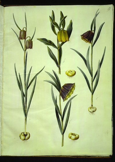 Fritillaria meleagris; Fritillaria aurea o Fritillaria tubiformis & moggridgei; Fritillaria montana da Hans Simon Holtzbecker