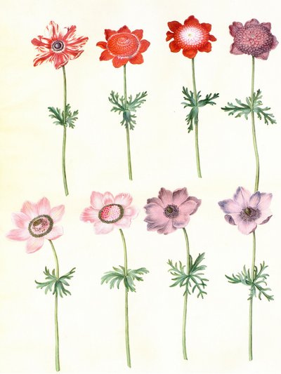 Gc25 anemone coronaria da Hans Simon Holtzbecker
