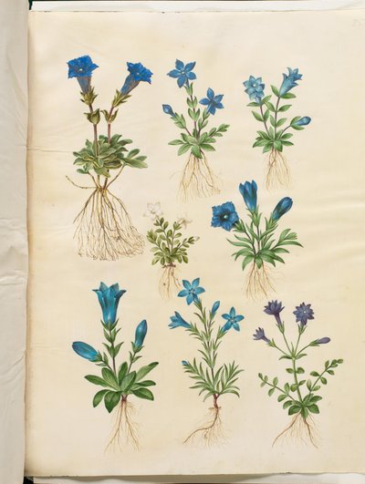 Gentiana acaulis; Gentiana verna; Gentiana acaulis; Gentiana (specie di genziana) da Hans Simon Holtzbecker