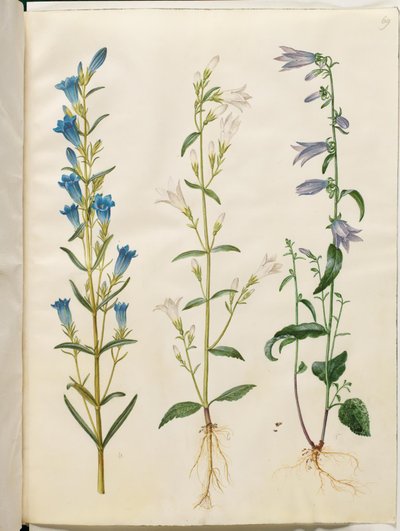 Gentiana pneumonanthe (genziana campanulata); Campanula patula (campanula distesa); Campanula rapunculoides (campanula rapunculoide) da Hans Simon Holtzbecker