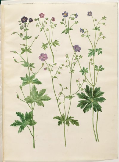 Geranium phaeum (geranio ondulato); Geranium sylvaticum (geranio dei boschi) da Hans Simon Holtzbecker