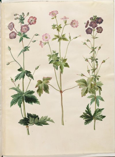 Geranium phaeum (geranio scuro); Geranium versicolor (geranio variegato) da Hans Simon Holtzbecker
