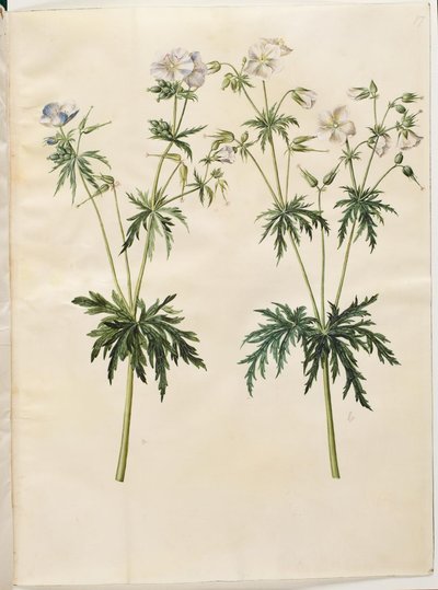 Geranium pratense (geranio dei prati) da Hans Simon Holtzbecker