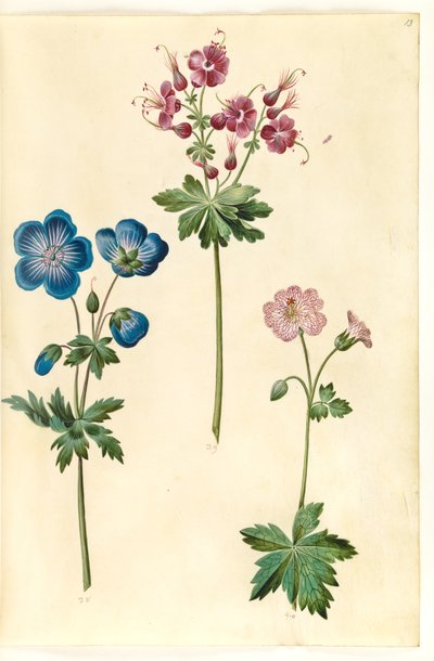 Geranium pratense; Geranium phaeum; Geranium versicolor da Hans Simon Holtzbecker