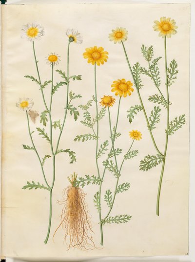 Glebionis coronaria (kron-okseøje) da Hans Simon Holtzbecker