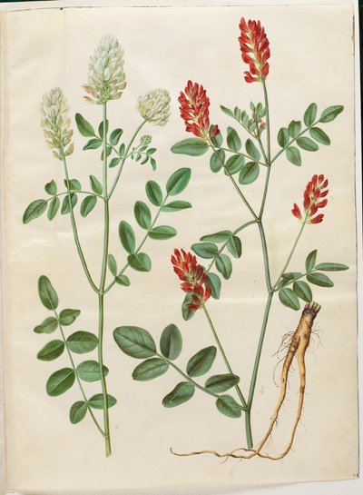 Hedysarum coronarium (trifoglio rosso) da Hans Simon Holtzbecker