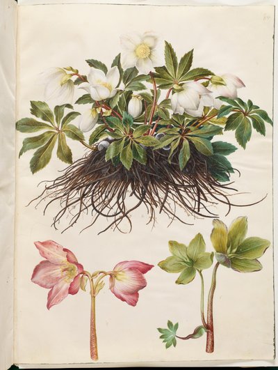 Helleborus niger (elleboro nero) da Hans Simon Holtzbecker