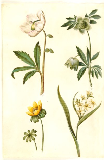 Helleborus niger (rosa di Natale comune); Eranthis hyemalis (eranthis comune); Gagea lutea (stella dorata comune) da Hans Simon Holtzbecker