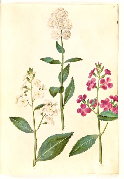 Hesperis matronalis (dame