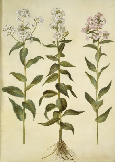 Hesperis matronalis (dame