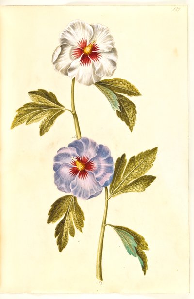 Hibiscus syriacus (rosa di Siria) da Hans Simon Holtzbecker