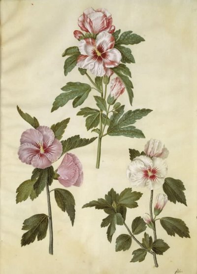 Hibiscus syriacus (rosa di Siria) da Hans Simon Holtzbecker