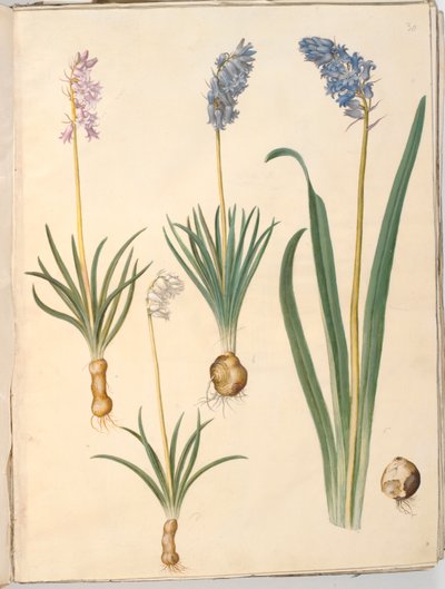 Hyacinthoides non-scripta (campanula comune); Hyacinthoides hispanica (campanula spagnola) da Hans Simon Holtzbecker