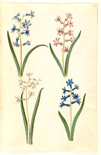 Hyacinthus orientalis (giacinto comune) da Hans Simon Holtzbecker