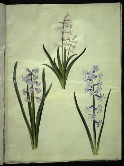 Hyacinthus orientalis (giacinto comune) da Hans Simon Holtzbecker