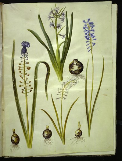 Hyacinthus orientalis (giacinto comune); Muscari comosum (giacinto a pennacchio); Brimeura amethystina (giacinto pirenaico) da Hans Simon Holtzbecker