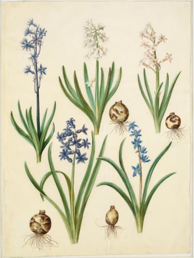Giacinto orientale (Hyacinthus orientalis); Scilla amoena (Scilla azzurra) da Hans Simon Holtzbecker