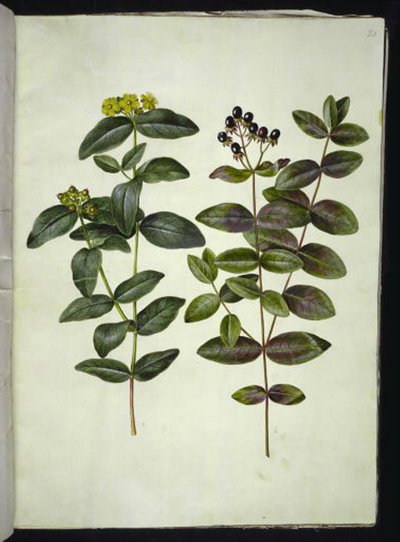 Hypericum androsaemum (iperico con bacche) da Hans Simon Holtzbecker