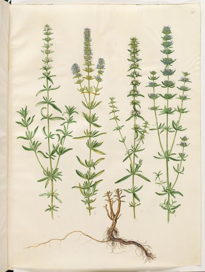 Hyssopus officinalis (issopo vero) da Hans Simon Holtzbecker