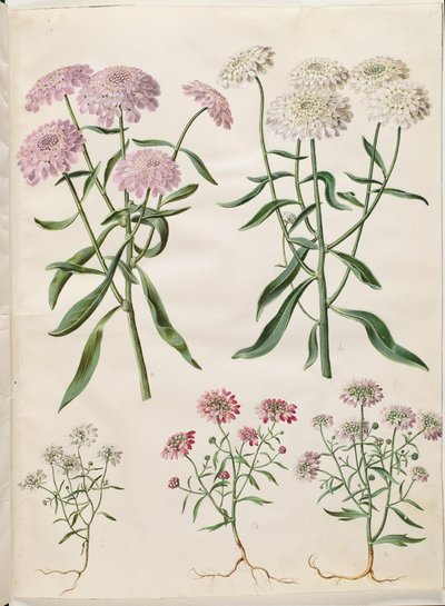 Iberis umbellata (fiore a ombrello); Iberis amara (fiore amaro) da Hans Simon Holtzbecker
