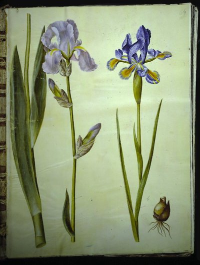 Iris ×germanica (iris da giardino); Iris xiphium (iris spagnolo) da Hans Simon Holtzbecker