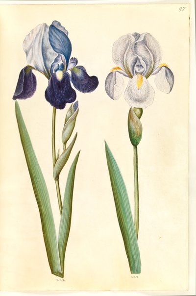 Iris ×germanica o Iris ×sambucina (?) (iris da giardino o iris di sambuco); Iris ×germanica (iris da giardino) da Hans Simon Holtzbecker