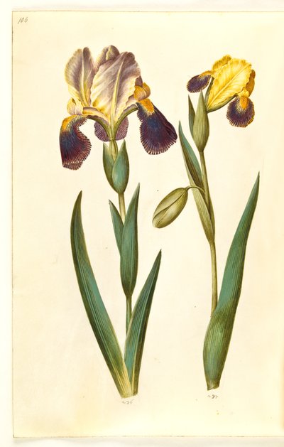 Iris ×germanica o Iris ×sambucina (iris da giardino o iris di sambuco); Iris variegata (iris variegato) da Hans Simon Holtzbecker