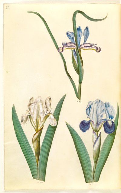 Iris graminea (iris a foglia d