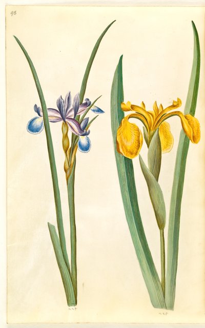 Iris graminea (iris a foglia d