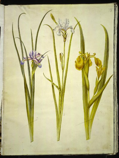 Iris graminea; Iris sibirica; Iris pseudacorus da Hans Simon Holtzbecker
