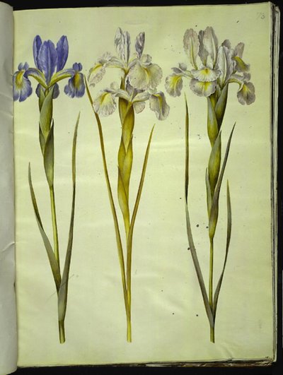 Iris latifolia (iris inglese) da Hans Simon Holtzbecker