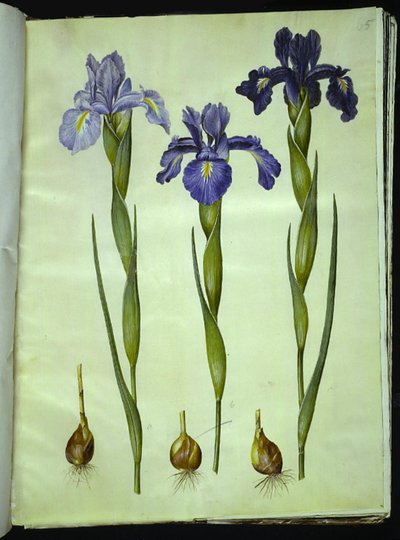Iris latifolia (iris inglese) da Hans Simon Holtzbecker