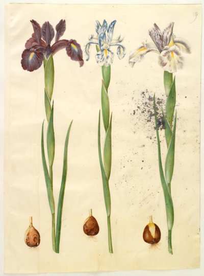 Iris latifolia (iris inglese) da Hans Simon Holtzbecker