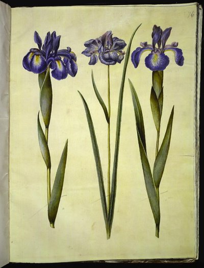 Iris latifolia; Iris sibirica da Hans Simon Holtzbecker