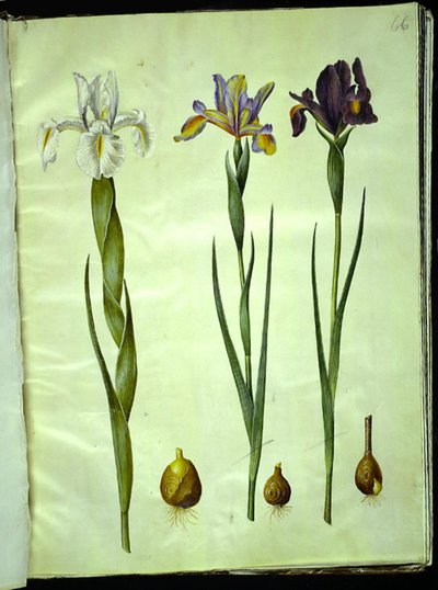 Iris latifolia (iris inglese); Iris xiphium (iris spagnolo) da Hans Simon Holtzbecker