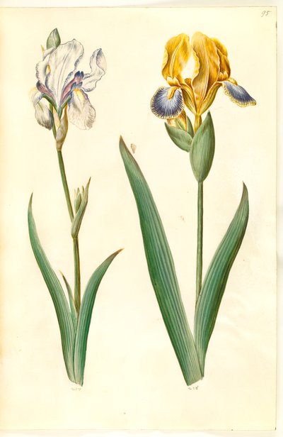 Iris pallida; Iris variegata da Hans Simon Holtzbecker