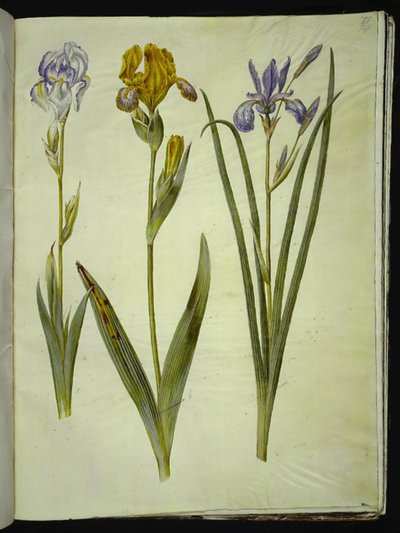Iris pallida (iris pallido); Iris variegata (iris variegato); Iris sibirica (iris siberiano) da Hans Simon Holtzbecker