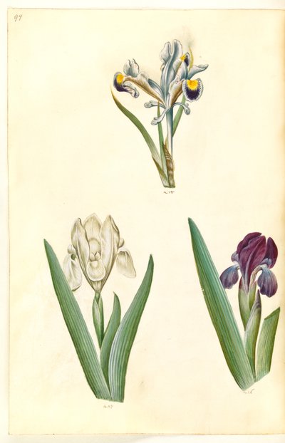 Iris persica (iris persiano); Iris lutescens o Iris pumila (?) (iris nano o iris basso) da Hans Simon Holtzbecker