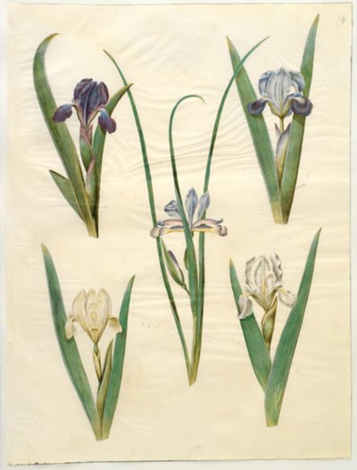 Iris pumila (iris lavanda) o Iris lutescens (iris nano); Iris graminea (iris a foglia d