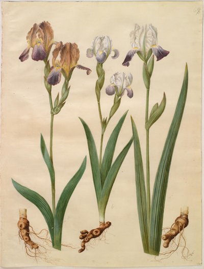 Iris ×sambucina (iris di sambuco); Iris ×amoena (iris ibrido) da Hans Simon Holtzbecker