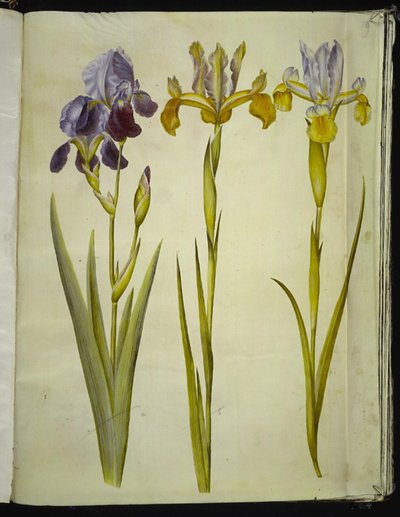 Iris ×sambucina (iris di sambuco); Iris latifolia (iris inglese) da Hans Simon Holtzbecker