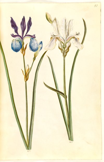 Iris sibirica da Hans Simon Holtzbecker