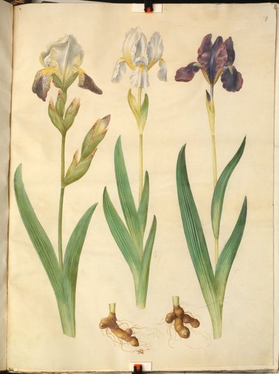 Iris ×squalens (ibrido di iris); Iris (iris) da Hans Simon Holtzbecker