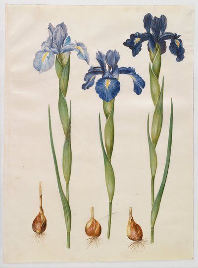 Iris xiphioides da Hans Simon Holtzbecker