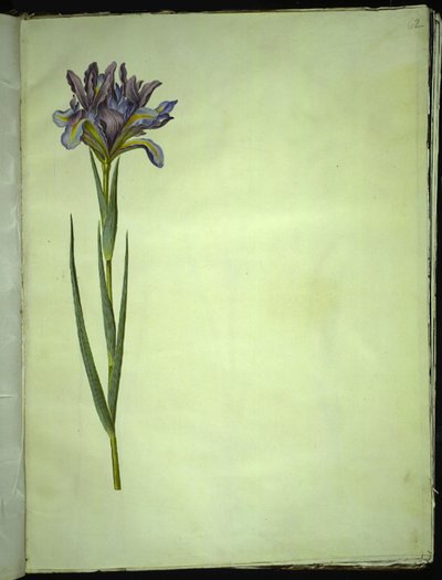 Iris xiphium (iris spagnolo) da Hans Simon Holtzbecker
