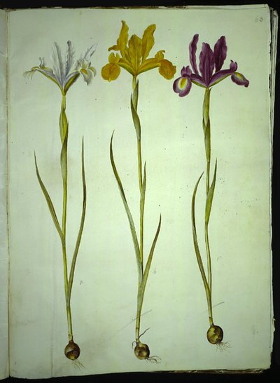Iris xiphium (iris spagnolo) da Hans Simon Holtzbecker